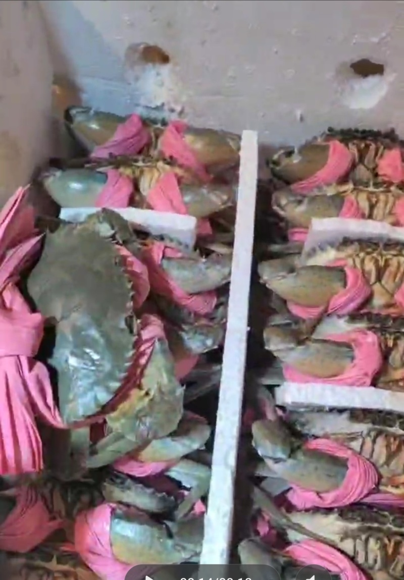 小草满膏蟹，全国对接