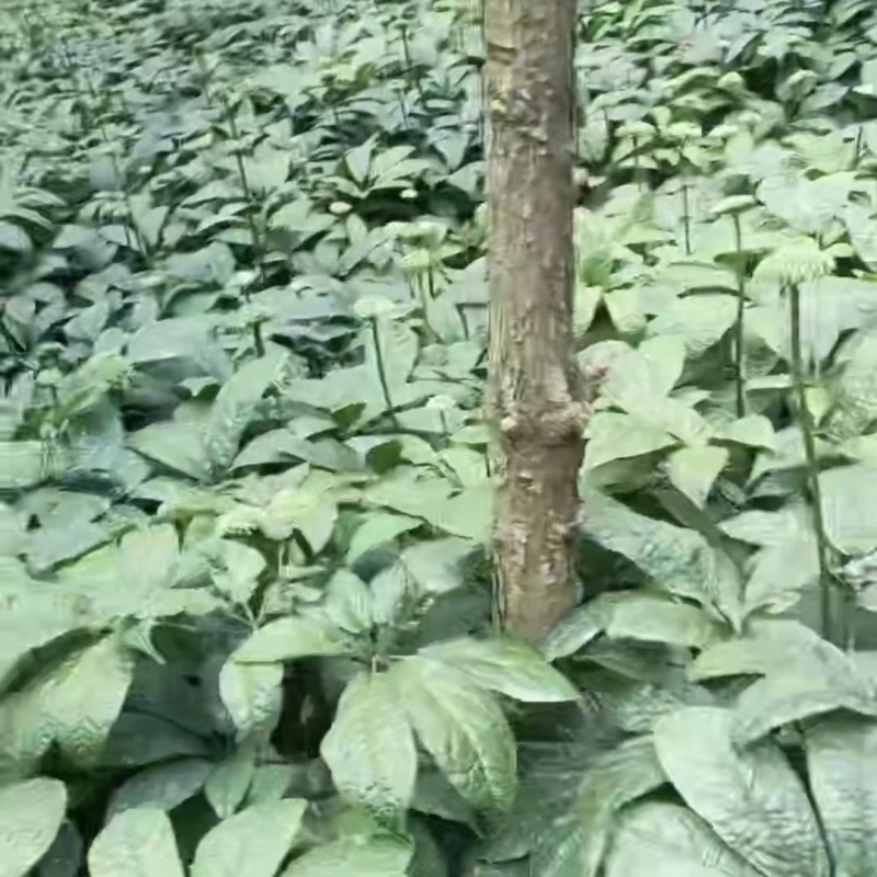 花茶三七花茶可泡茶可炒菜，产地直供，一手货源，欢迎咨询