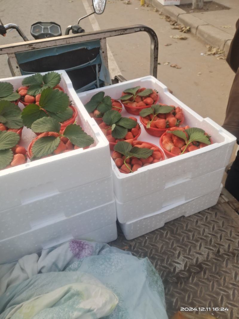 河南郑州中牟草莓产地货源充足大量有货，对接各大电商，批发