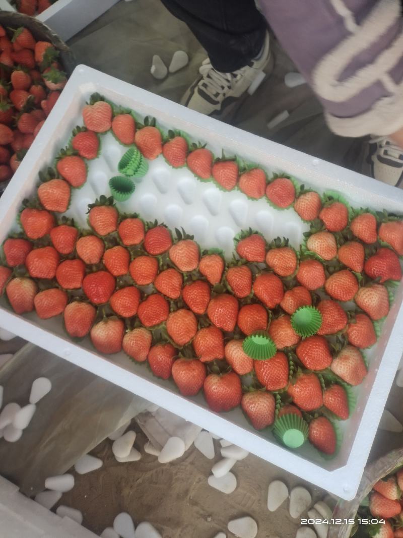 河南郑州中牟草莓产地货源充足大量有货，对接各大电商，批发