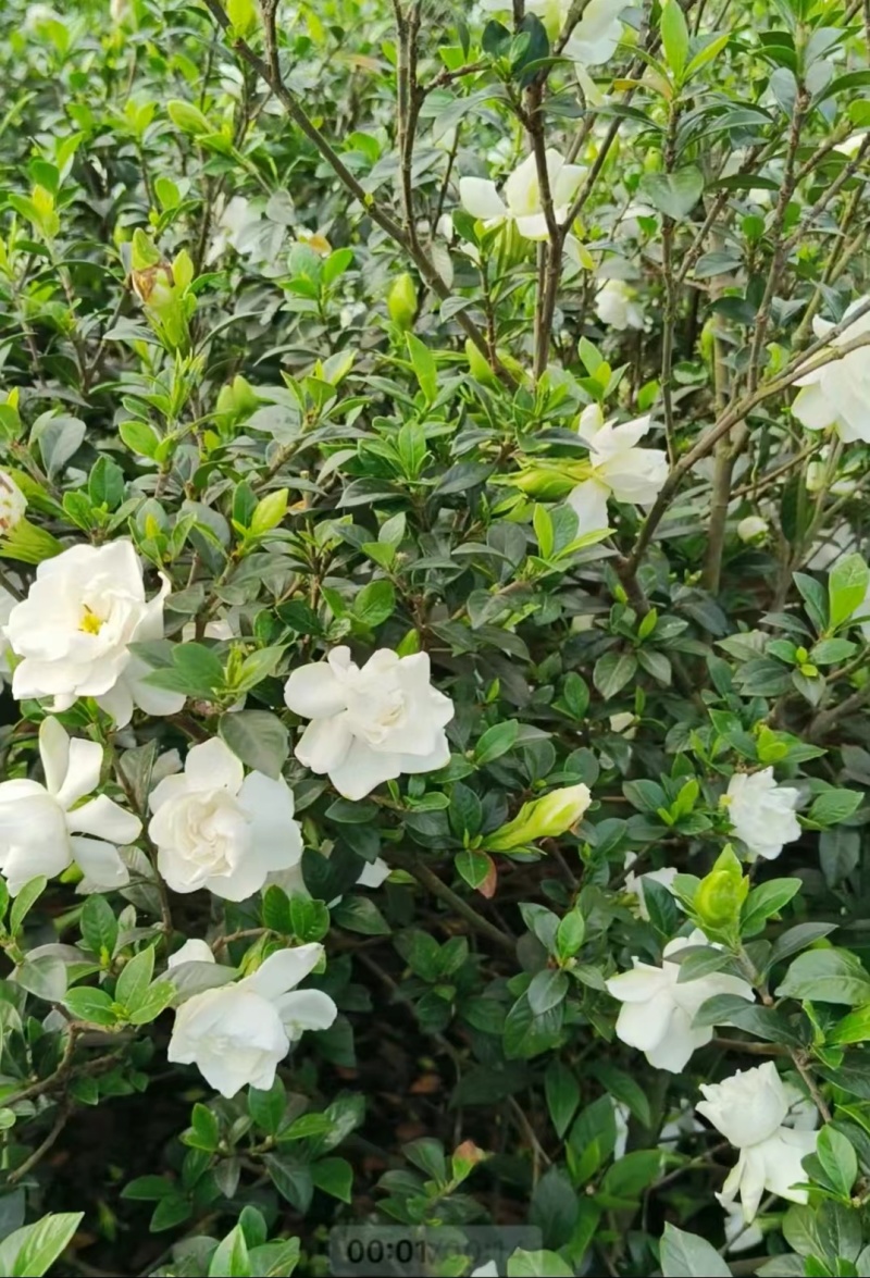 四川趴枝玫瑰小苗广西趴枝玫瑰杯苗支持技术指导欢迎咨询