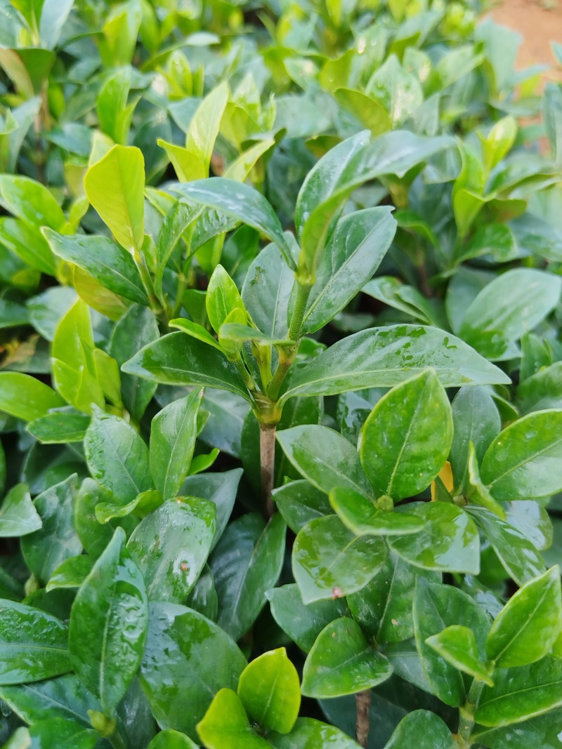 四川趴枝玫瑰小苗广西趴枝玫瑰杯苗支持技术指导欢迎咨询