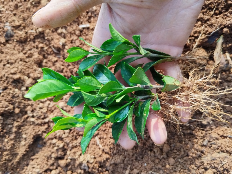 四川趴枝玫瑰小苗广西趴枝玫瑰杯苗支持技术指导欢迎咨询