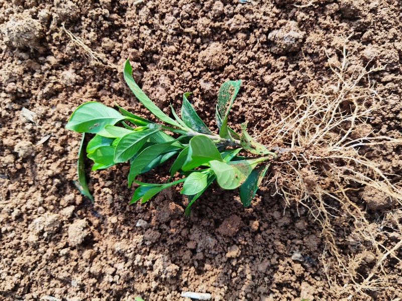 四川趴枝玫瑰小苗广西趴枝玫瑰杯苗支持技术指导欢迎咨询
