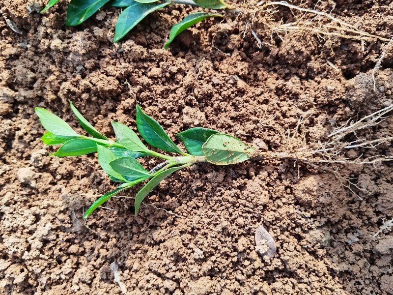 四川趴枝玫瑰小苗广西趴枝玫瑰杯苗支持技术指导欢迎咨询