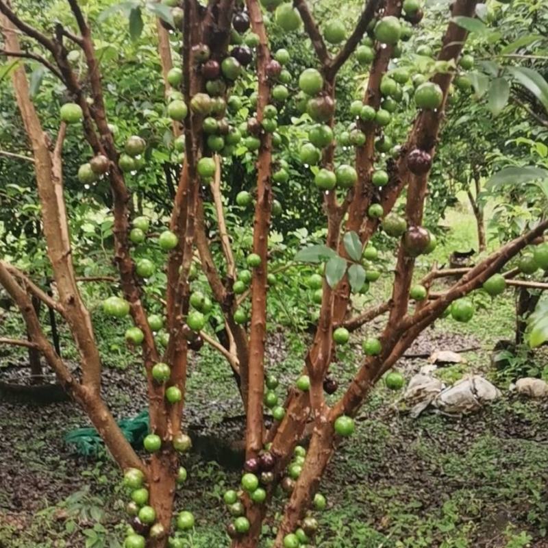 嘉宝果树