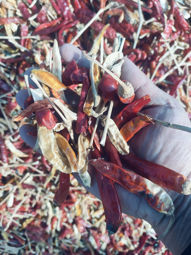 高辣朝天椒花皮，干度好，无霉点，无其它杂质