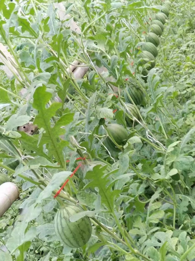 小糖丸西瓜