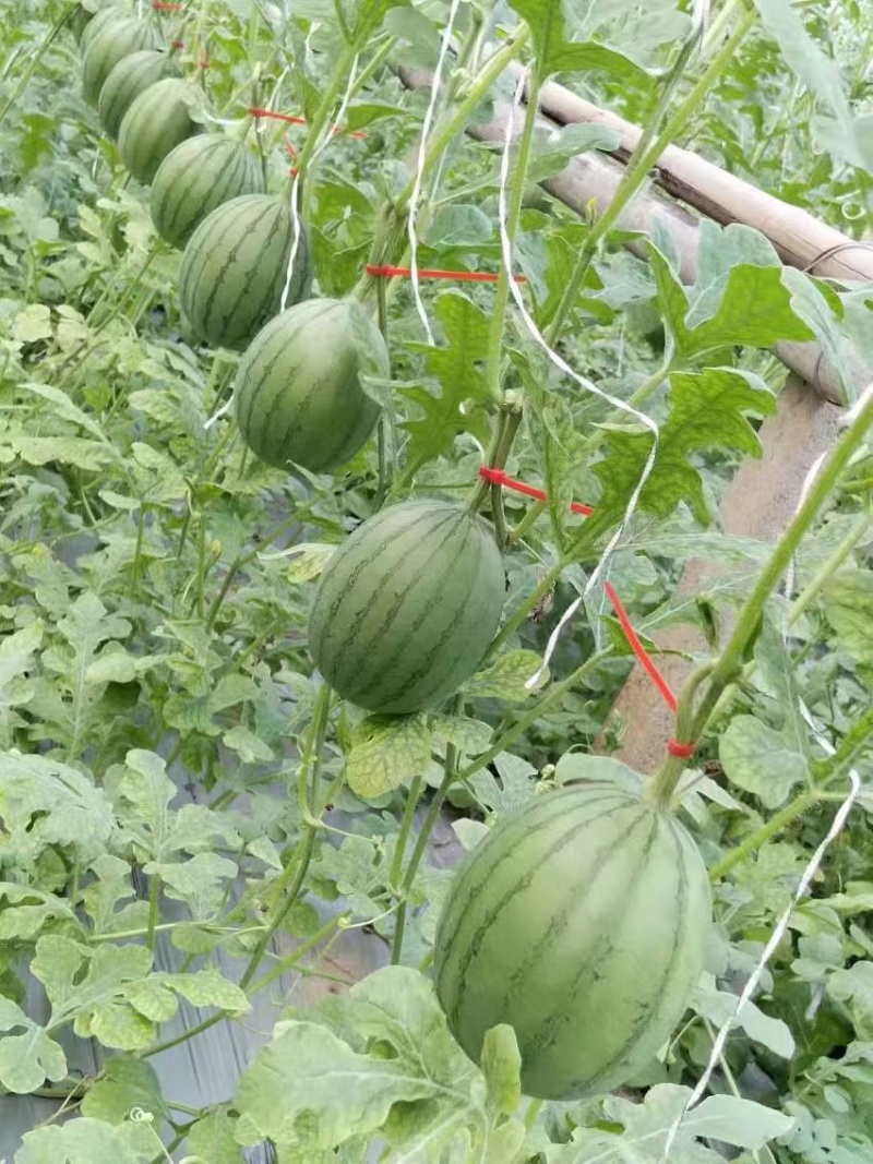 小糖丸西瓜