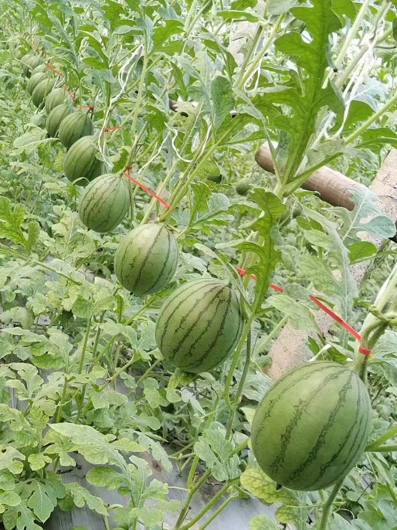 小糖丸西瓜