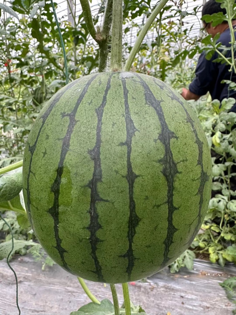 小糖丸西瓜
