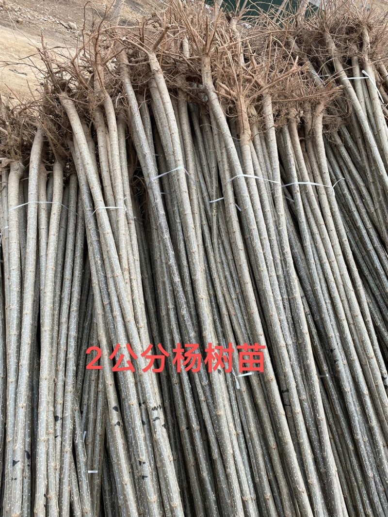 107速生杨，107种条，107扦插段，无絮杨树苗。