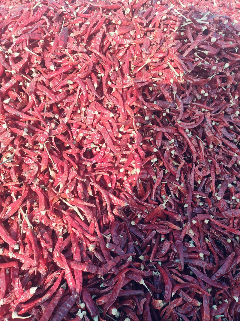 高辣朝天椒，辣度8万，干度好，椒型5-15厘米，椒型完整