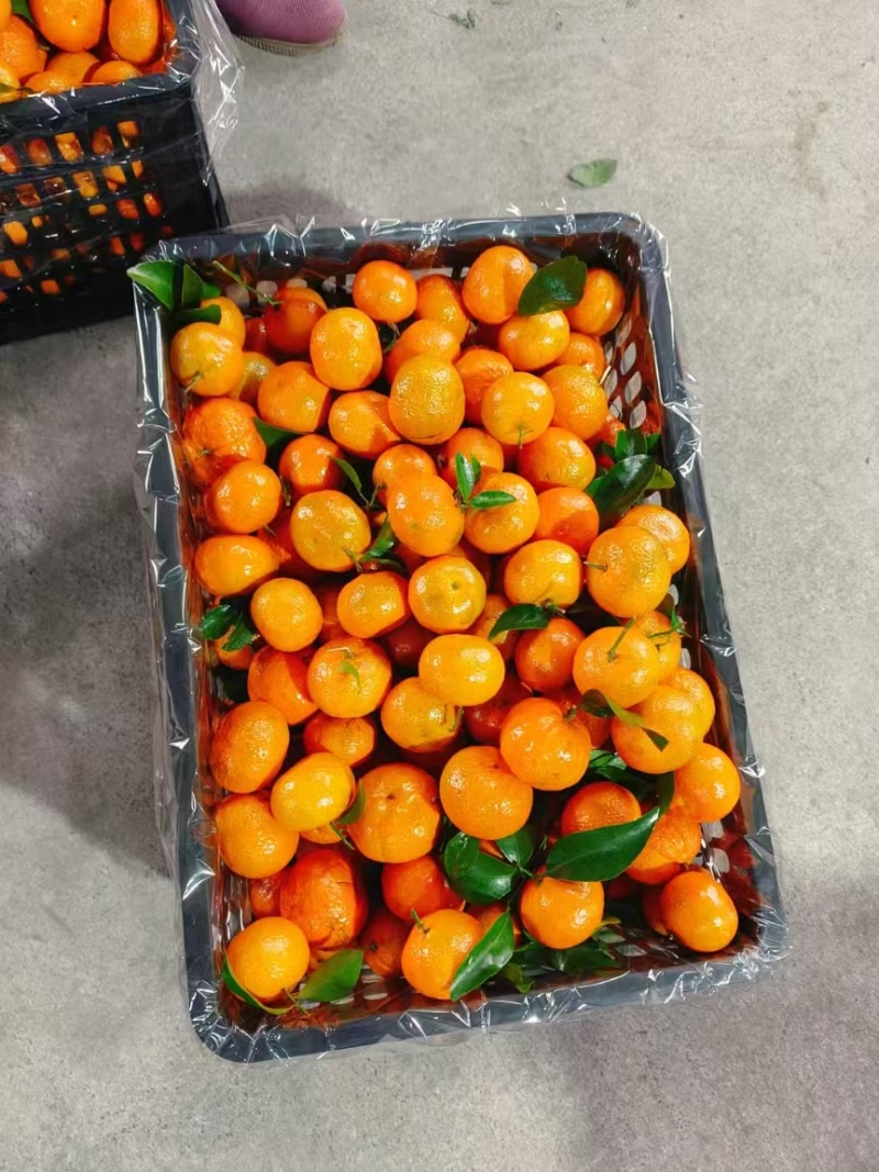 广西砂糖橘精品产地直发货源充足现摘现发欢迎来电
