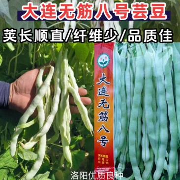 大连无筋八号架豆种子白芸豆四季豆架豆白不老豆角种子籽春秋