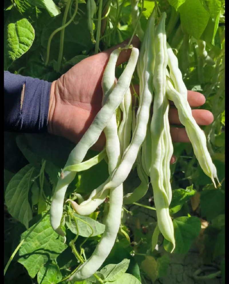 大连无筋八号架豆种子白芸豆四季豆架豆白不老豆角种子籽春秋