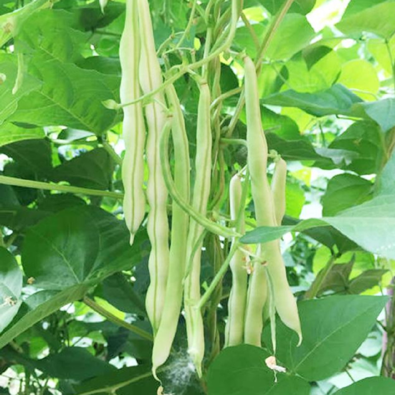 大连无筋八号架豆种子白芸豆四季豆架豆白不老豆角种子籽春秋
