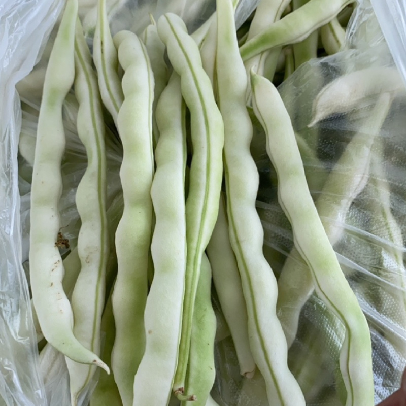 大连无筋八号架豆种子白芸豆四季豆架豆白不老豆角种子籽春秋