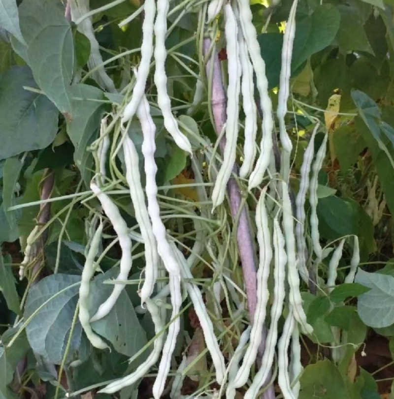 大连无筋八号架豆种子白芸豆四季豆架豆白不老豆角种子籽春秋