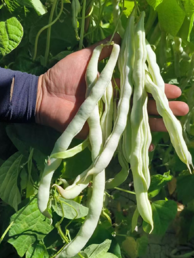 大连无筋八号架豆种子白芸豆四季豆架豆白不老豆角种子籽春秋