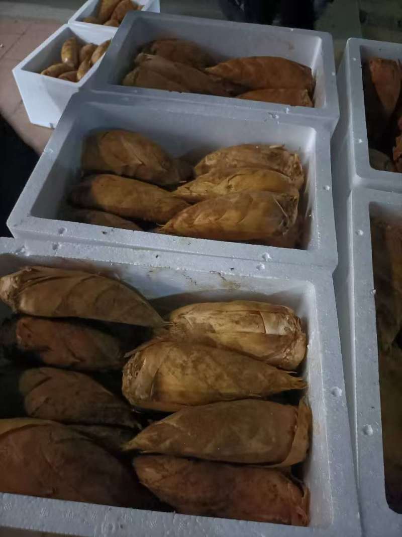 精品冬笋