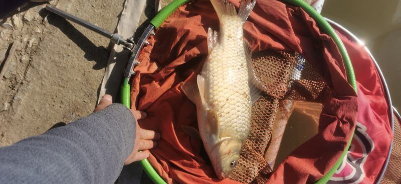 鲫鱼，湘鲫，工程鲫