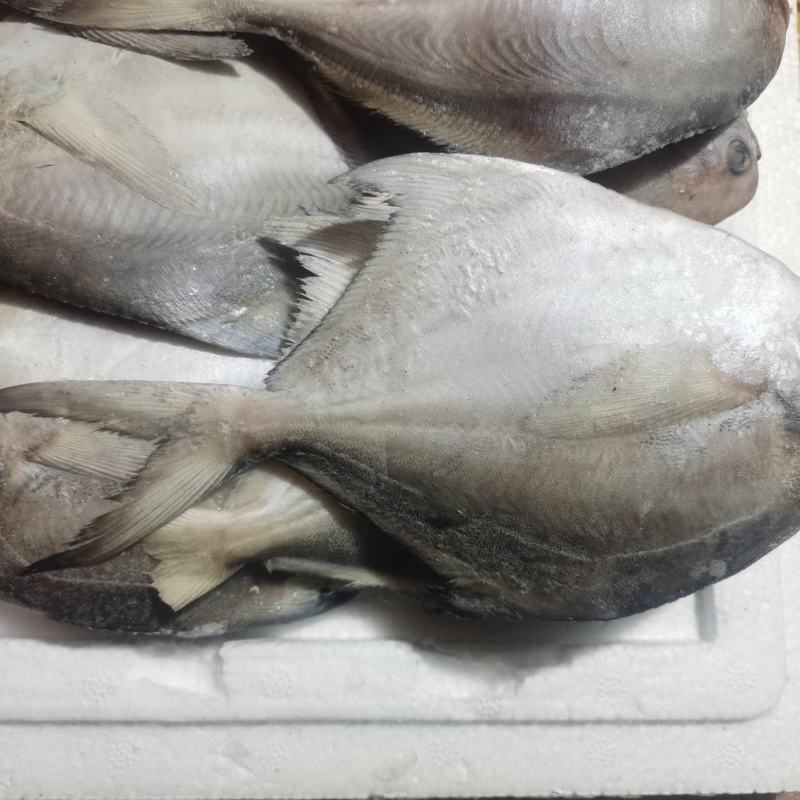 银鲳鱼，河中鲤，海中仓都是以先入闻名的鲳美也