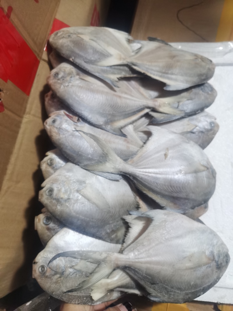 银鲳鱼，河中鲤，海中仓都是以先入闻名的鲳美也