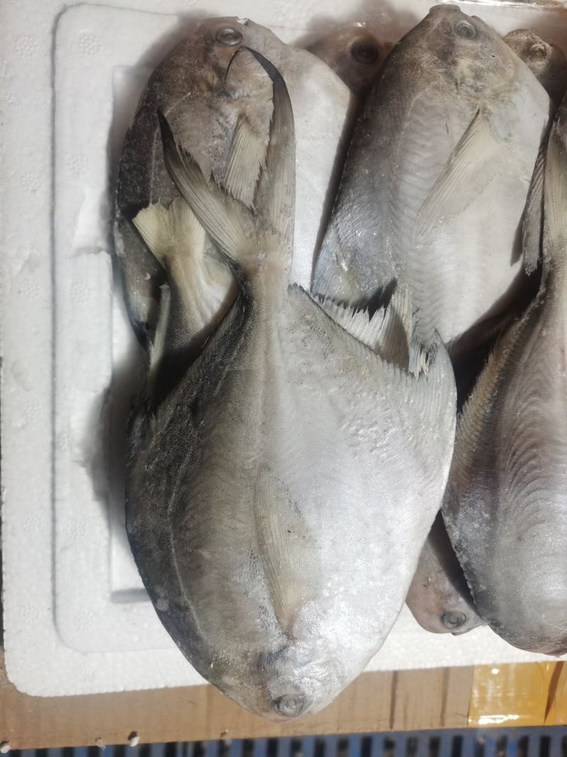 银鲳鱼，河中鲤，海中仓都是以先入闻名的鲳美也