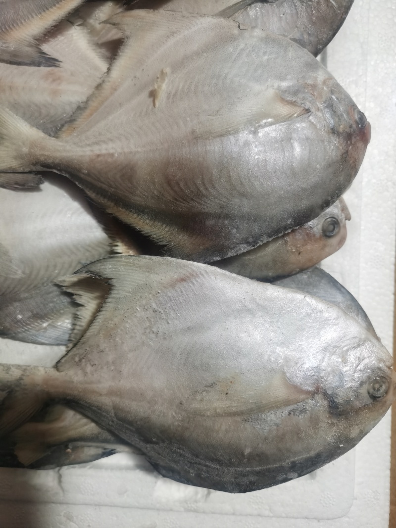 银鲳鱼，河中鲤，海中仓都是以先入闻名的鲳美也