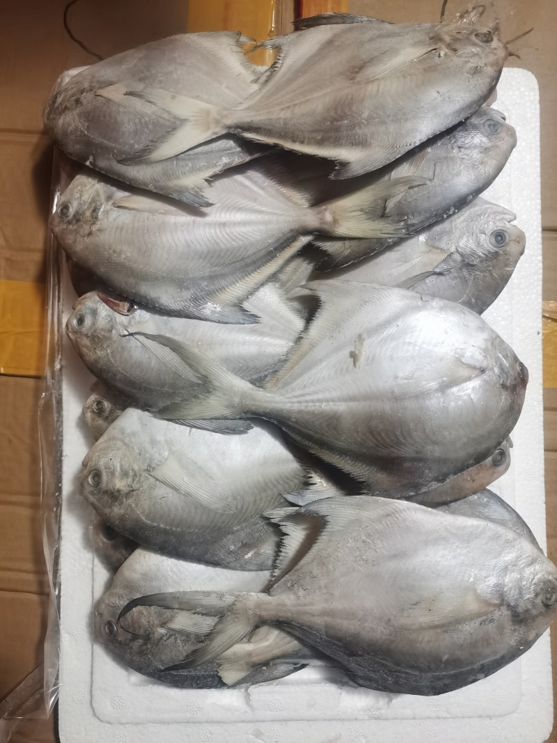 银鲳鱼，河中鲤，海中仓都是以先入闻名的鲳美也