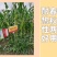 国审京科糯2000E国审玉20190385