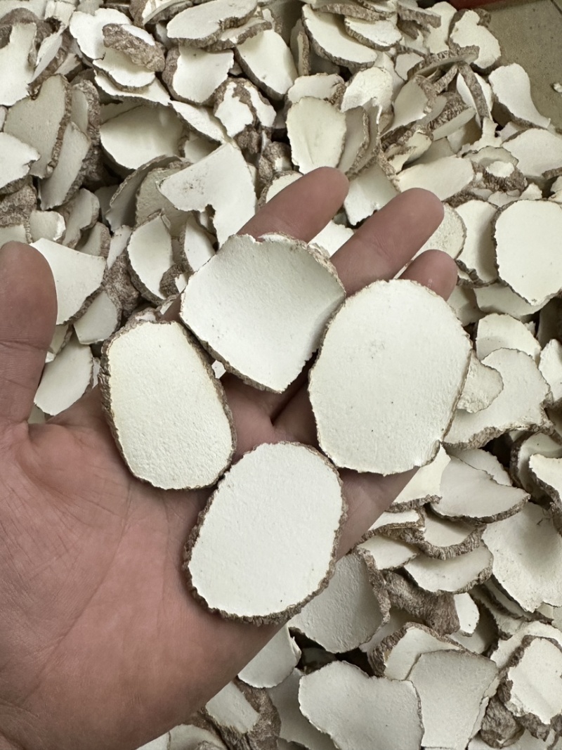 优质虎乳菌切片虎乳菌虎乳灵芝来袭价格优势
