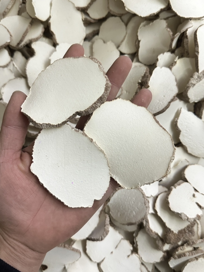 优质虎乳菌切片虎乳菌虎乳灵芝来袭价格优势