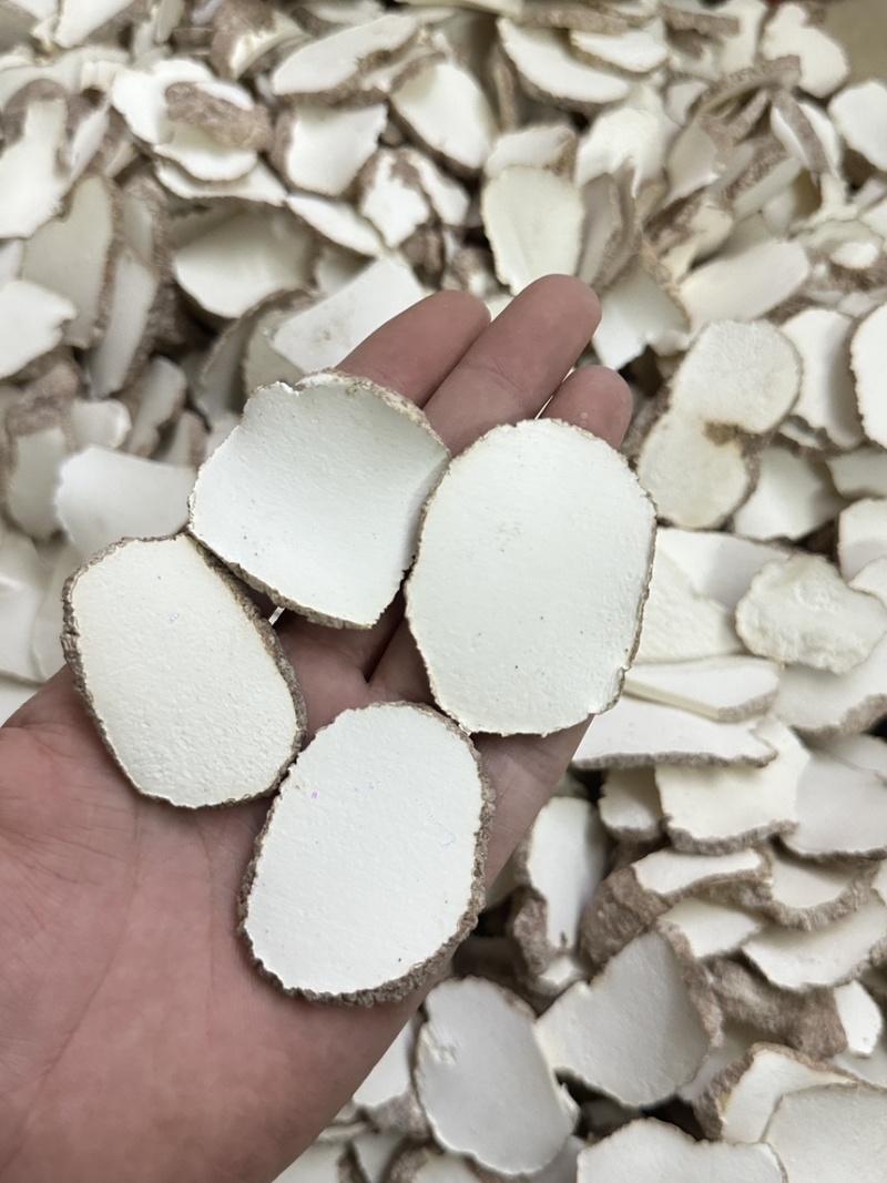 优质虎乳菌切片虎乳菌虎乳灵芝来袭价格优势