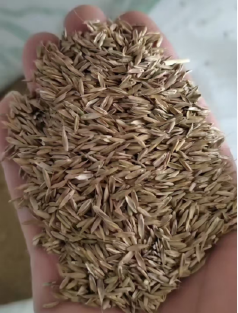 草坪黑麦草种子耐寒耐旱出芽率高绿化护坡固土欢迎咨询！
