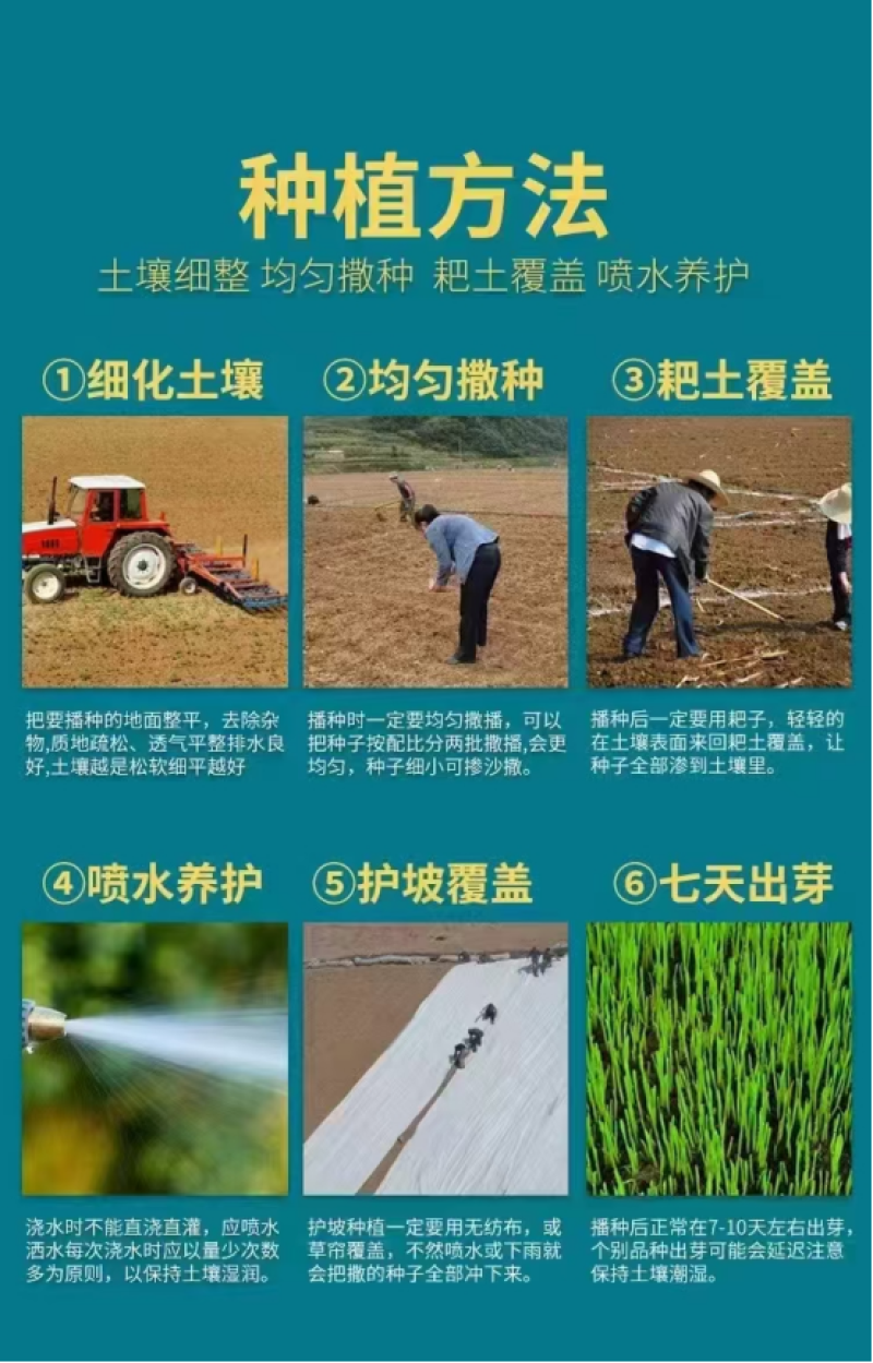 草坪黑麦草种子耐寒耐旱出芽率高绿化护坡固土欢迎咨询！