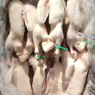 开胸白条鸭