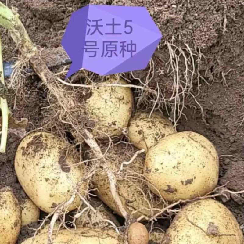 牛商丘脱毒种薯沃土5号+产地直发质优价优欢迎电联
