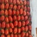 【精品优选】广东电白千禧圣女果产地直供可视频看货