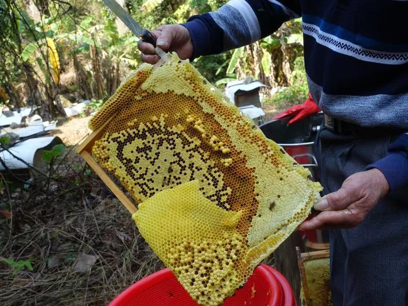 【推荐】广东茂名精品土蜂蜜产地直发品质保障价格美丽