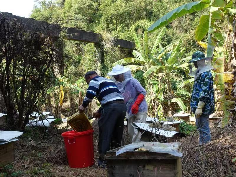 【推荐】广东茂名精品土蜂蜜产地直发品质保障价格美丽