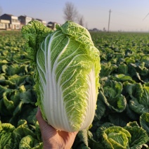 黄心大白菜，支持各种规格，各种包装。产地一收货源！