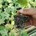 美都西瓜苗，品种优良，抗病，高产，早熟基地直发