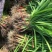 中牟优质红根蒜苗现已大量上市诚信经营保证质量合作共赢