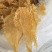 挪威鳕鱼胶清水货7-9头一斤特大号胶厚花胶