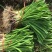 中牟优质红根蒜苗现已大量上市诚信经营保证质量合作共赢