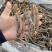 北海野生灰沙虫淡干无沙大号280-300头一斤