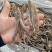 北海野生灰沙虫淡干无沙大号280-300头一斤