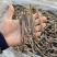 北海野生灰沙虫淡干无沙大号280-300头一斤